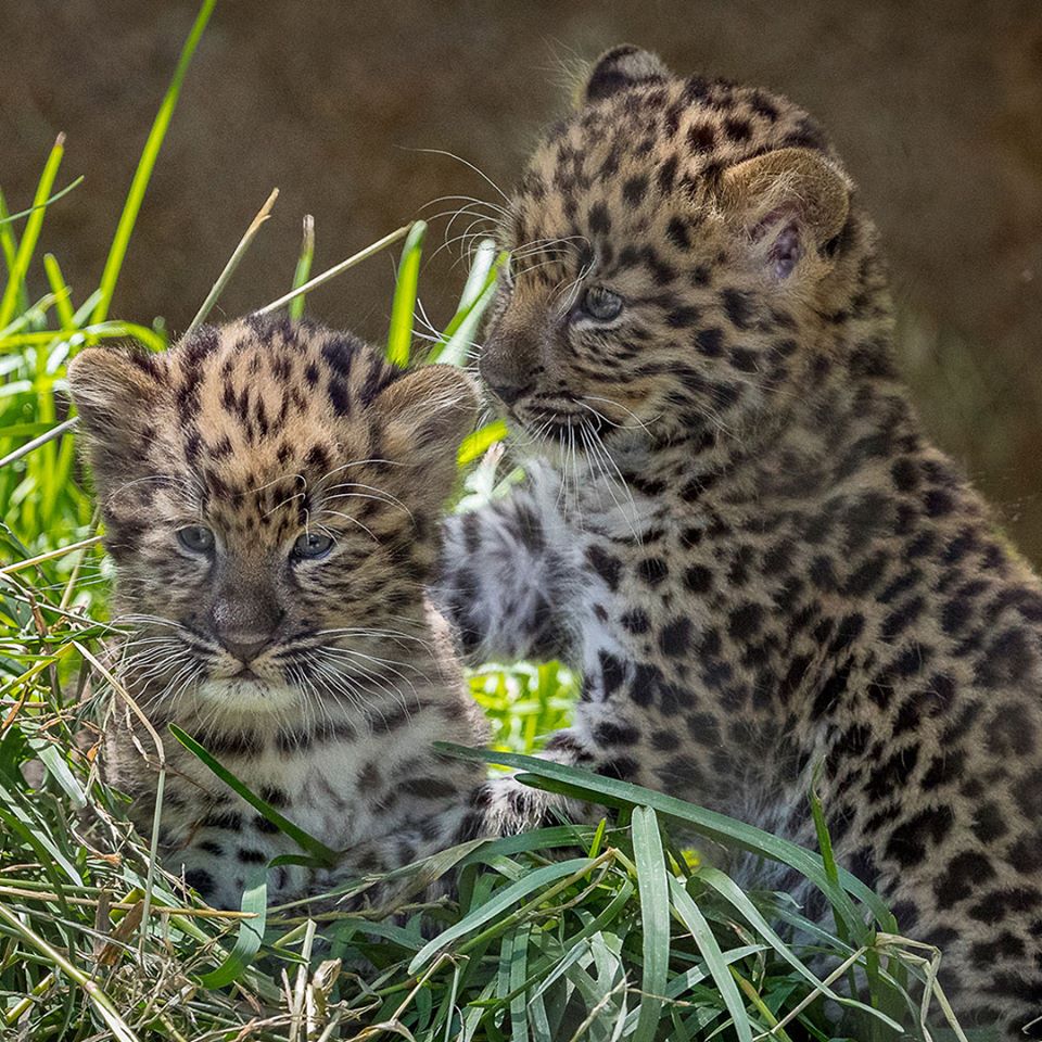 Two Leopard Cubs