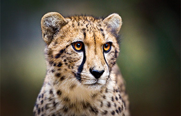 Cheetah